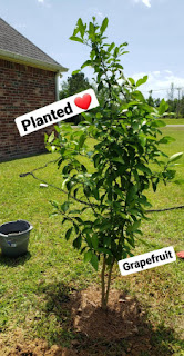 grapefruit tree