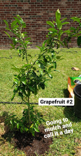 another grapefruit tree